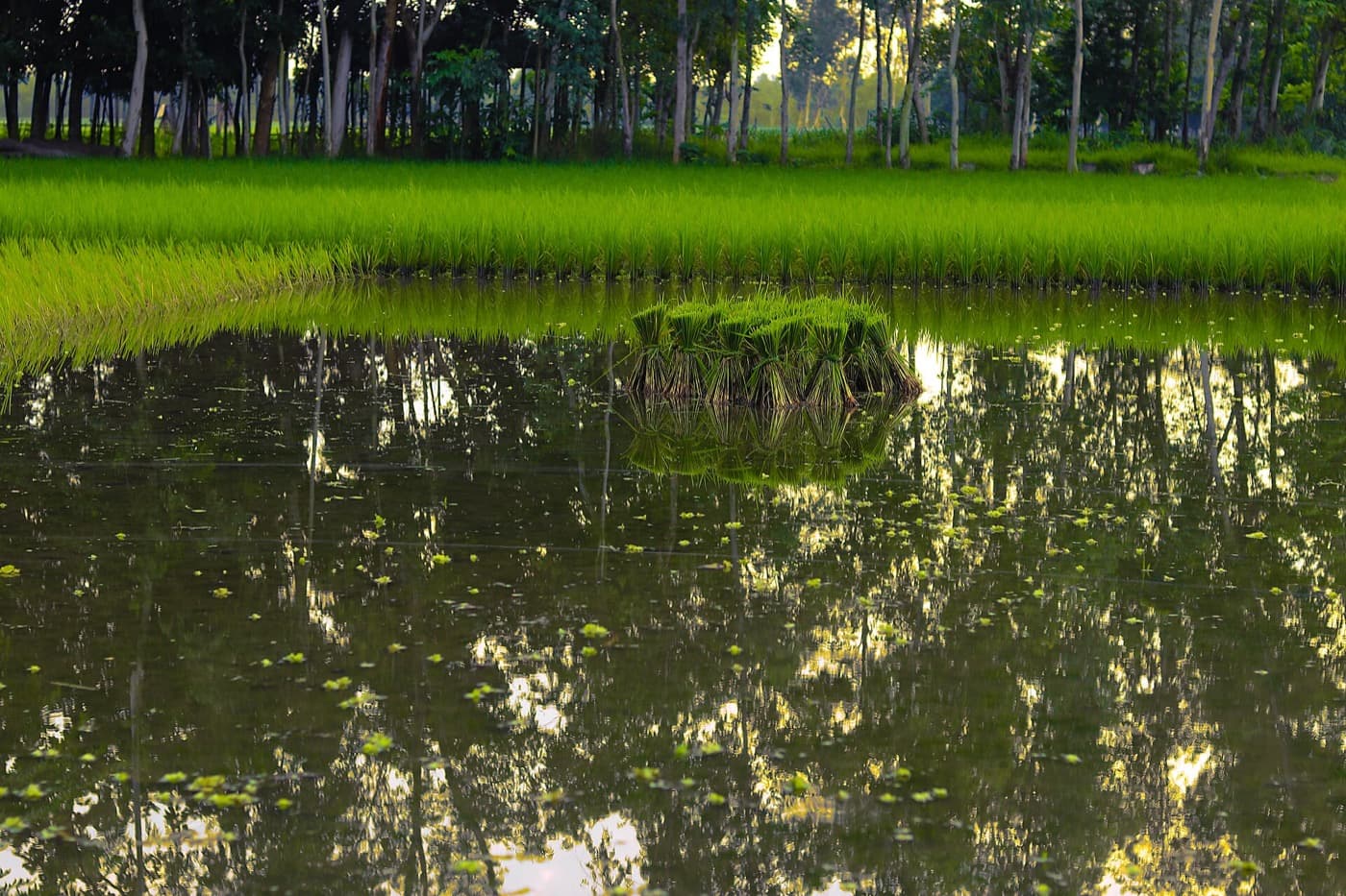 Young rice plants reflected in a flooded paddy field in rural Bangladesh